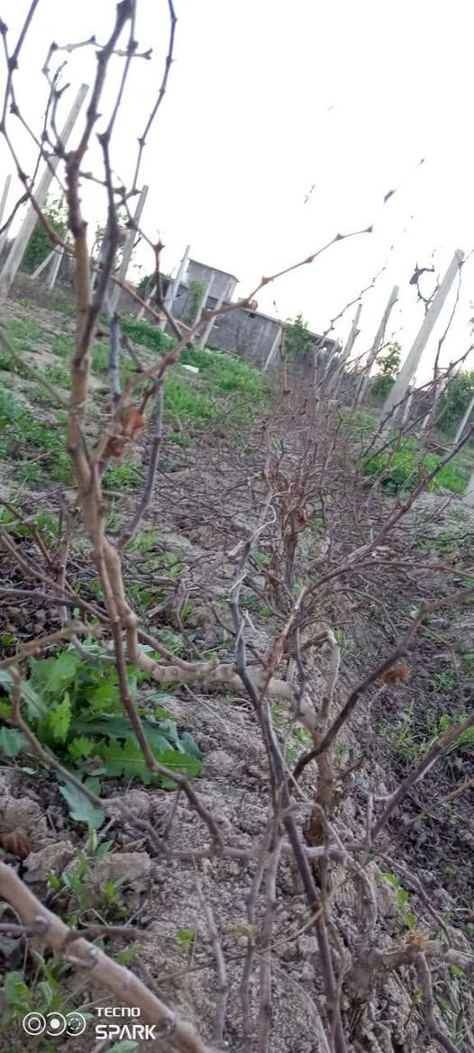 بيش عنب+اسود +زيتوني حلواني+ اتصال ‏‪***********‬‏
