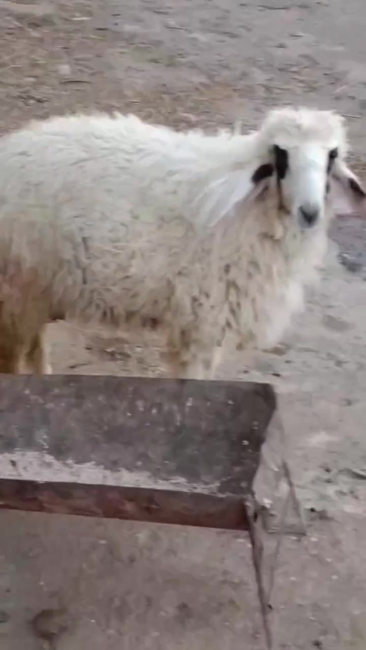 5طليان للبيع كصه وحده 2نثايه و3ذكوره طليان حلوات مال نذر الشراي بيه خير ويدلل مكان الكوت الخاجية شارع بدرة وهذا رقمي ***********
