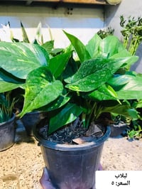 مشتل زهور الحاج يونس • نباتات خارجية • ظليات هولندية