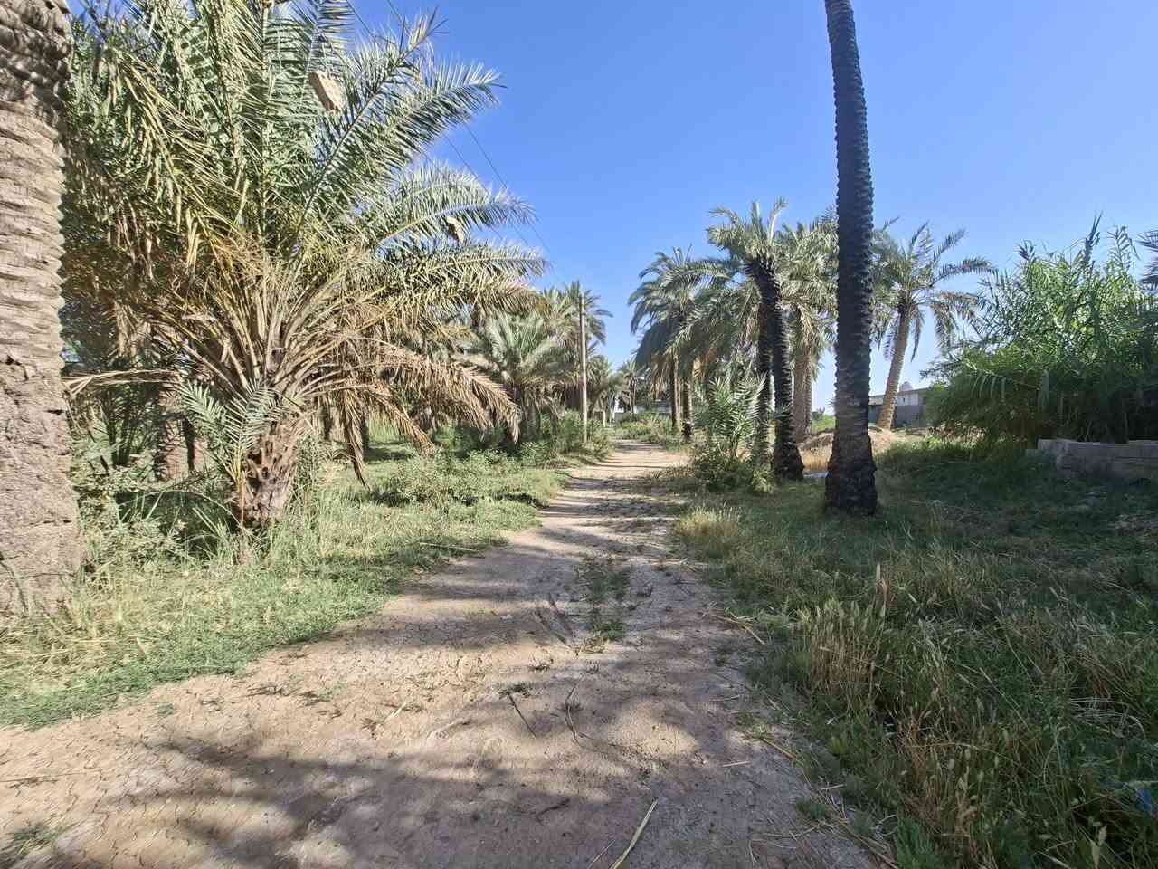 السلام عليكم يوجد أرض زراعيه طابو ٢٥ المساحه ١١ دونم وجهة شارع العام بغداد كوت عرضهة ٣٢ ونص متوفره كافه الخدمات معه بيت بناء حديث وجهة نهر سقي صيف شتاء من ضمنها ٤ دونم بستان نخيل معه اساس بيت ثاني ارض خصبه تصلح سكن اوعمل اي مشروع واسط العزيزية اي ستفسار اتصل *********** او ***********
