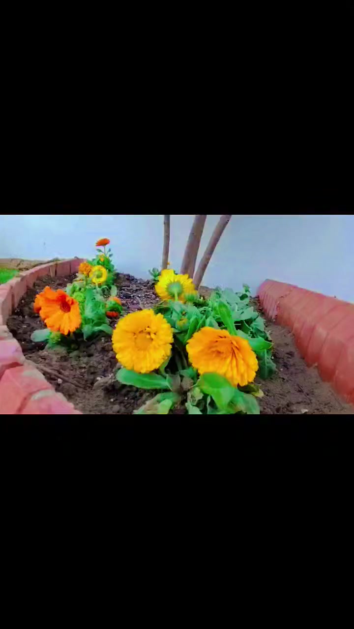 السلام عليكم 🌿
🔰 تجهيز الثيل الطبيعي بأسعار منافسة 🔰
يتوفر كادر متخصص لفرش الثيل وتأسيس المرشات، تأسيس اللاين، قلع الثيل القديم، وتصفيـر الأرضية بالكامل.
السعر بيه مجال (قابل للتفاوض).
🇮🇳 هندي – 2500 للمتر (السعر قابل للتفاوض + خصومات للكميات)
🇬🇧 إنكليزي جلد الغزال – 5000 للمتر (ناعم كلش – قابل للتفاوض)
🇫🇷 فرنسي 4 فصول – 7000 للمتر (يتحمل الشمس والظل + ضمان – قابل للتفاوض)
🇮🇹 إيطالي 4 فصول – 16000 للمتر (ثابت اللون طول السنة – قابل للتفاوض)
🇪🇸 إسباني – 2500 للمتر (ضمان – قابل للتفاوض)
💦 تأسيس مرشات – ضمان حسب الشروط
🚿 تمديد لاينات
♻️ قلع القديم + تسوية وتصفيـر الأرض
🛡 إذا مو نفس الصورة لا تستلمه
📸 نصوّر قبل القلع إذا تحب
🏟 ملاعب – حدائق – دوائر حكومية – بيوت
🎉 خصومات للكميات والمشاريع 🎉
📌 الأسعار غير ثابتة وتختلف حسب المحافظة، الموقع، والكميات المطلوبة.
🙏 نعتذر إذا ما نلحق نرد على جميع الاتصالات بسبب ضغط العمل، حياكم الله إخوانا الأعزاء.
📞 ***********
📞 ***********
━━━━━━━━━━━━━━━
سڵاو عەلیکوم 🌿
🔰 دابینکردن و دانانی چیلەی سرووشتی بە نرخە گونجاو 🔰
کادری پسپۆڕ بۆ دامەزراندنی مرشات، دانانی لاین، هەڵگرتنی چیلەی کۆن و ئامادەکردنی تەواوی زەوی.
🇮🇳 هیندی – ٢,٥٠٠ دینار بۆ هەر مەتر (داشکاندن بۆ بڕی زۆر)
🇬🇧 ئینگلیزی (جلد الغزال) – ٥,٠٠٠ دینار بۆ مەتر (زۆر نەرم)
🇫🇷 فەرەنسی ٤ وەرز – ٧,٠٠٠ دینار بۆ مەتر (لە خۆر و سێبەر دەگرێت + ضمان)
🇮🇹 ئیتاڵی ٤ وەرز – ١٦,٠٠٠ دینار بۆ مەتر (رەنگەکەی دەماوە درێژخایەن)
🇪🇸 ئیسپانی – ٢,٥٠٠ دینار بۆ مەتر (ضمان)
💦 دامەزراندنی مرشات – بە ضمان بە پێی مەرج
🚿 دانانی لاین
♻️ هەڵگرتنی کۆن + ئامادەکردنی زەوی
🛡 ئەگەر وەک وێنە نەبوو، وەرنەگرە
📸 دەتوانرێت پێش هەڵگرتن وێنە بنێردرێت
🏟 یاریگا – باخچە – فەرمانگە حکومی – ماڵ
🎉 داشکاندن بۆ بڕی زۆر 🎉
📌 نرخەکان جێگیر نین و گۆڕانکارییان هەیە بە پێی پارێزگا و بڕ.
🙏 داوای لێبوردن ئەگەر نەگەیشتینە وەڵامدانەوەی هەموو پەیوەندییەکان بەهۆی زۆری کار.
📞 ***********
📞 ***********
