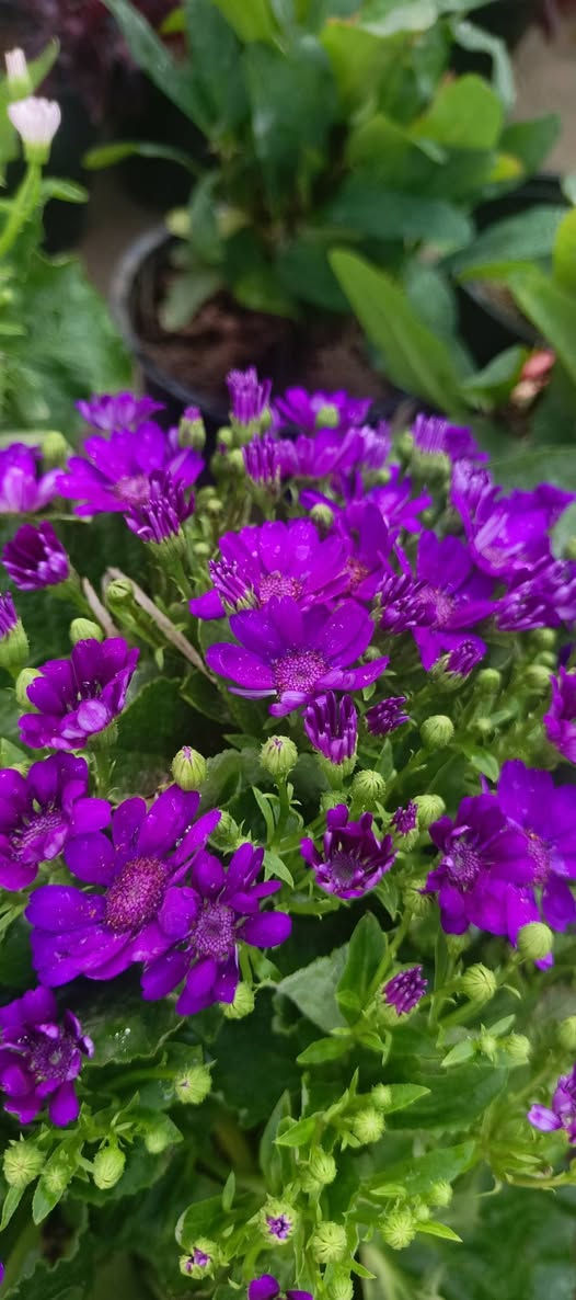 صباح الخير
توفر ويانا نبات السيناريا الدائمي السعر 5000 دينار            
 (✪‿✪) (✪‿✪) (✪‿✪) (✪‿✪) 
العنوان مشتل كوت فلكت الحاوي قرب مجمع دمشق الطبي مقابل مدرسه التعليم الاساسي مشتل سماء الكوت 
خدمة توصيل داخل كوت


**إذا كنت صاحب هذا الإعلان وتريد حذفه لأي سبب، رجاءا أرسل رسالة إلى الدعم الفني**