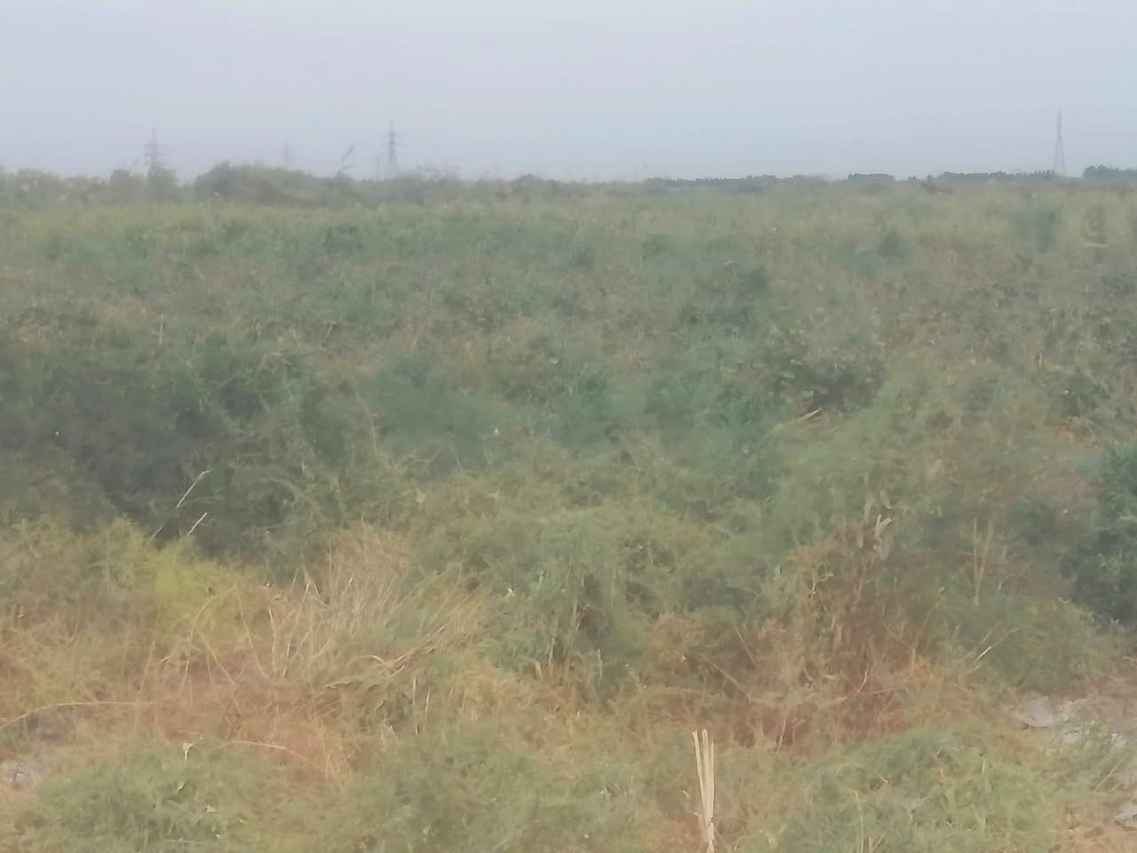 سلام عليكم ورحمة أرض زراعيه مقاطعة 53 بيه مرتسم مساحه 13 دونم سعر دونم 7 مليون وبيه مجال بيه بتلو جاهز لل بنا بيه قطع عدد 2 أرض جاهز حاليا مزرعة منطقت الخنزيري قرب صطرت الخنزيري كهرباء 4 خطوط عل سده بصفه شط مدرسه قربيه عل شارع العام مال المشايه استفسار أكثر اتصال عل رقم *********** أرض شرط لا بيه رطوبه ولا صبخ ☑️
