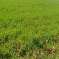 بابل • ١٦دونم • ماء سقي