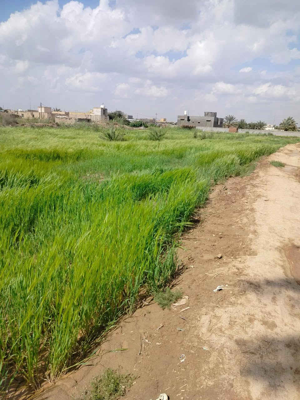 للراغبين بالاستثمار الزراعي المميز أو بناء استراحة ريفية على ضفاف الماء، نعرض لكم أرضاً بمواصفات استثنائية:
​📍 الموقع: محافظة ذي قار - قضاء الغراف - قرية آل كيطان.
🌊 الإطلالة: تقع مباشرة على شط الغراف (تبعد عن الشارع العام 40 متر فقط).
📏 المساحة: 3900 متر مربع.
​✨ تفاصيل الأرض والخدمات:
​ثروة زراعية: تضم 25 فسيلة نخل من أفخر الأنواع (برحي، شويثي أصفر وأحمر، كنطار، وأصبع العروس).
​منظومة ري كاملة: غطاس ماء (انجين) مع هوز بطول 100 متر ممتد على طول الأرض.
​وفرة المياه: سقي مباشر ومضمون من الشط.
​سهولة الوصول: موقع قريب جداً من الخدمات والشارع العام.
​💰 السعر المطلوب: 120 مليون (وقابل للتفاوض مع المشتري الجاد).
​📱 للتواصل والاستفسار:
***********
