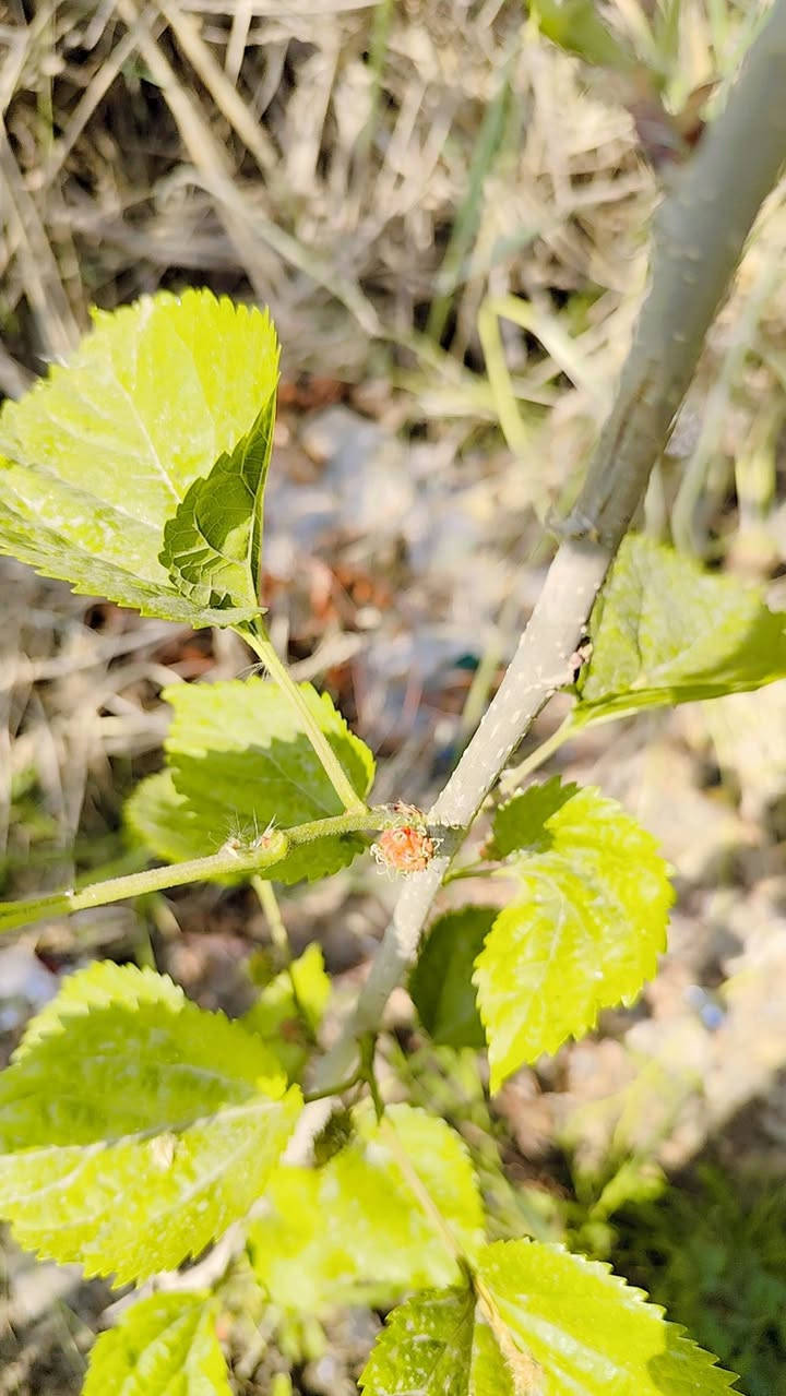 وصول وجبة جديدة من نباتات الضل واشجار اكاسيا مصرية ونبك مطعم ياس كلشي موجود


**إذا كنت صاحب هذا الإعلان وتريد حذفه لأي سبب، رجاءا أرسل رسالة إلى الدعم الفني**