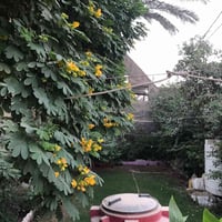 حي الضباط • ٣٦٠م • طابو صرف