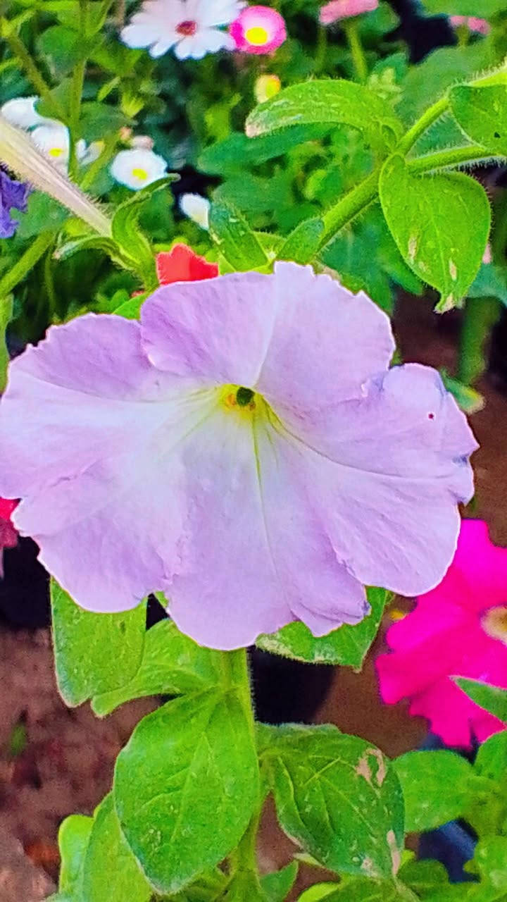 السلام عليكم ورد طبيعي على الف توصيل موجود


**إذا كنت صاحب هذا الإعلان وتريد حذفه لأي سبب، رجاءا أرسل رسالة إلى الدعم الفني**