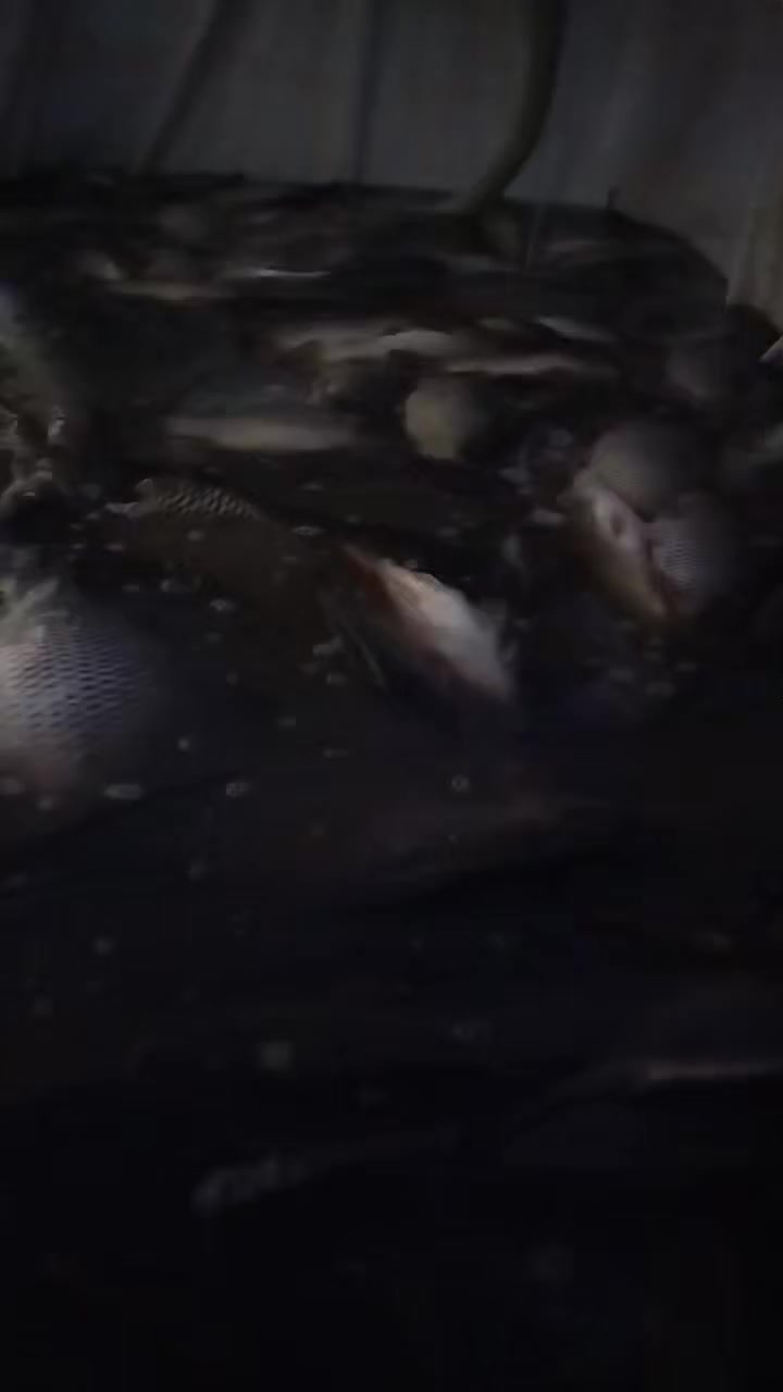 على بركة الله وجبة جديدة من الأسماك الحي شرط خشن سعر الكيلو ٥٥٠٠ فقط 5500 العنوان مفرق لزاگه والسرت بالضبط مفرق السرت

***********
