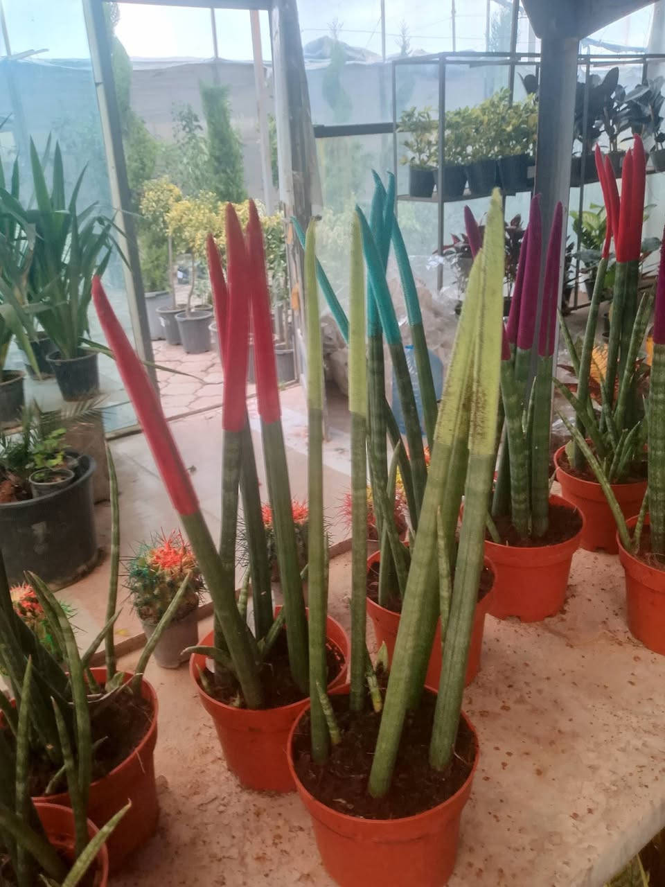 أهلاً بك في مشتل ميرنا، حيث نؤمن أن كل بذرة هي وعد بحياة خضراء، وكل نبتة هي حكاية نمو نرويها معك. نحن لسنا مجرد مكان لبيع الشتلات، بل نحن شركاؤك في تحويل مساحاتك الخاصة إلى جنات غناء تنبض بالحيوية والجمال.
🌿 رؤيتنا في مشتل ميرنا
في مشتل ميرنا، نسعى لأن نكون الوجهة الأولى لكل عشاق الطبيعة والجمال. نجمع بين الخبرة الزراعية العميقة واللمسة الفنية المعاصرة لنقدم لكم مجموعة مختارة بعناية من النباتات التي تناسب مناخنا وتضفي لمسة من السحر على منازلكم وحدائقكم.
🌱 ما الذي يميزنا؟
نحن في مشتل ميرنا ندرك أن النبات يحتاج إلى أكثر من مجرد ماء؛ إنه يحتاج إلى العناية والشغف. إليك ما نقدمه:
تنوع استثنائي: نوفر تشكيلة واسعة تشمل الأشجار المثمرة، زهور الزينة الموسمية، والنباتات الداخلية (الظلية) النادرة.
جودة تضمن الاستدامة: شتلاتنا تخضع لرقابة زراعية دقيقة، مما يضمن لك نباتات قوية، خالية من الآفات، وجاهزة للازدهار في بيئتها الجديدة.
استشارات زراعية متخصصة: فريقنا ليس مجرد بائعين، بل هم خبراء زراعيون مستعدون للإجابة على تساؤلاتكم حول طرق الري، التسميد، واختيار الموقع الأمثل لكل نبتة.
تنسيق الحدائق (Landscaping): نساعدك في تصميم وتنسيق حديقة أحلامك، سواء كانت حديقة منزلية صغيرة أو مساحة خضراء واسعة، مع مراعاة التوازن البصري والاحتياجات البيئية.      توصيل كافة أحياء اربيل 
تواصل مشتل ميرنأ /***********.        ***********
بي سعار مناسبه جدن زورونا تجدون ما يسركم
