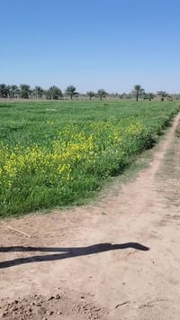 طابو زراعي • سند ٢٥ • ٦٢٥٠م