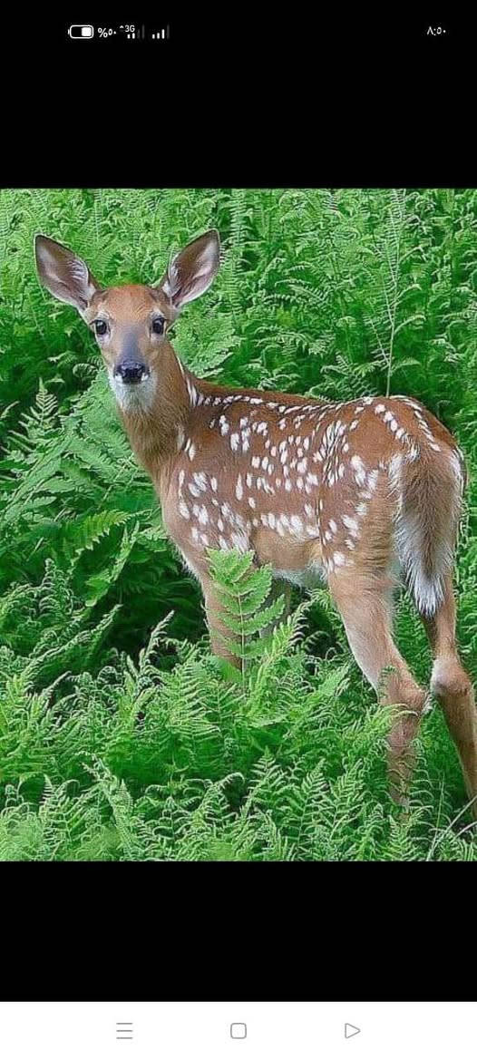 بسم الله الرحمن الرحيم 
والصلاة والسلام على سيدنا محمد وعلى آله وصحبه اجمعين /اللهم لك الحمد على ماانزلت من الغيث اللهم اجعله سقيا رحمة وبركة /الى اصحاب الحقول الكرام من محصولي الحنطة والشعير توجب عليكم اليوم ان تتابع محصولك ومايعاني منه وبي اسرع وقت حتى لا تغلب عليه بعض الافات مثل الادغال وبعض الديدان الماصة التي يجب مكافحتها فورآ وهذا تحدده الزيارة الحقلية /ادارة المكتب


**إذا كنت صاحب هذا الإعلان وتريد حذفه لأي سبب، رجاءا أرسل رسالة إلى الدعم الفني**