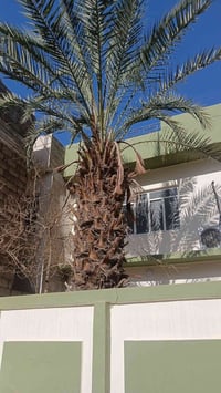 نخلة • مجانا • حي السكر