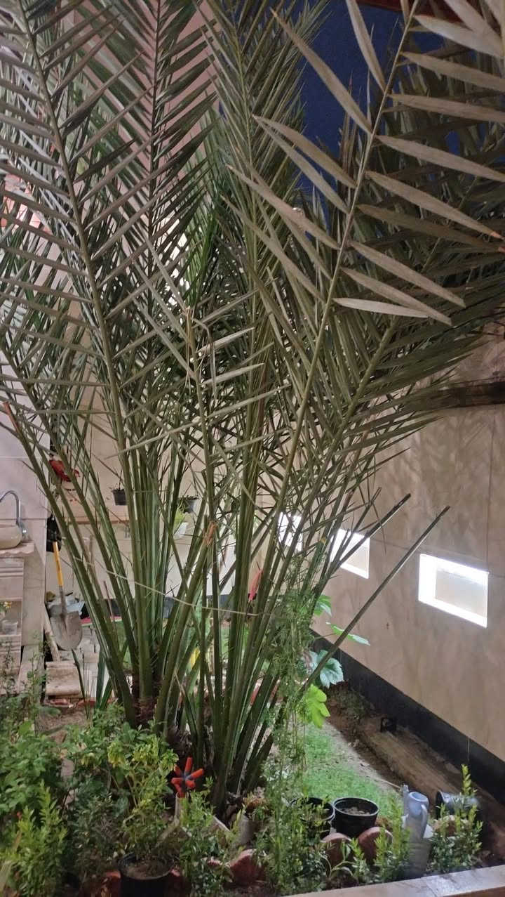 للبيع فرخ نخل برحي  اصلي غير نسيجي من نخل الفاو
الفرخ بعده ملتصق بالاصل ولكن مدفون صار 3سنوات وبيه راكوب،
النخلة الاصليه حماله كل سنة تحمل ولكن هذه السنة اتأخر الحمل.
والي يريد يشتري اخليهةيشوف حمل النخله العام الماضي حتى يتأكد انها برحية.
السعر 250 الف وبيه مجال

العنوان البصرة القبلة  حي المهندسين
***********
