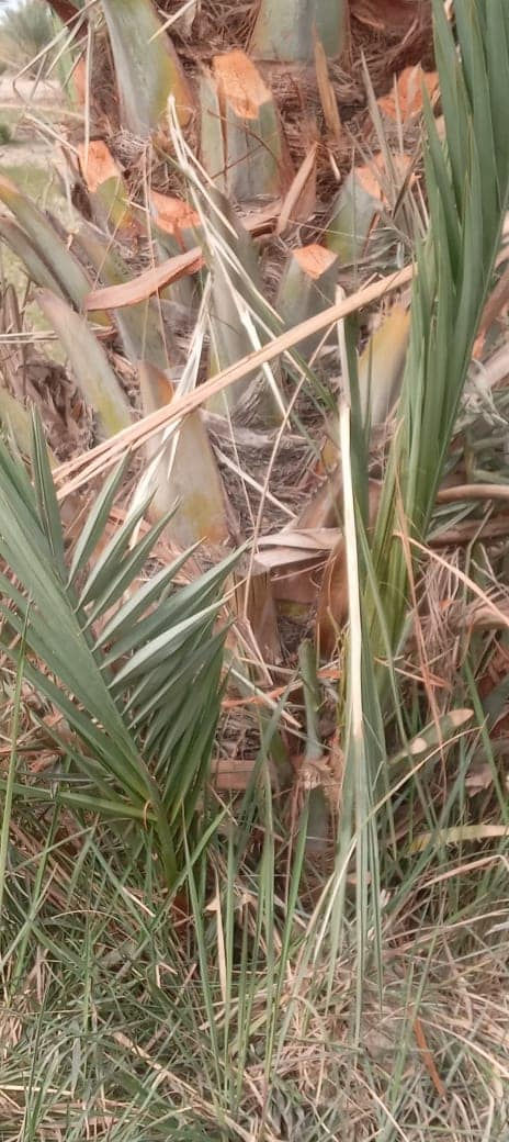 مــتـــــوفــــر
فسائل مجهول
العدد محدود
***********
