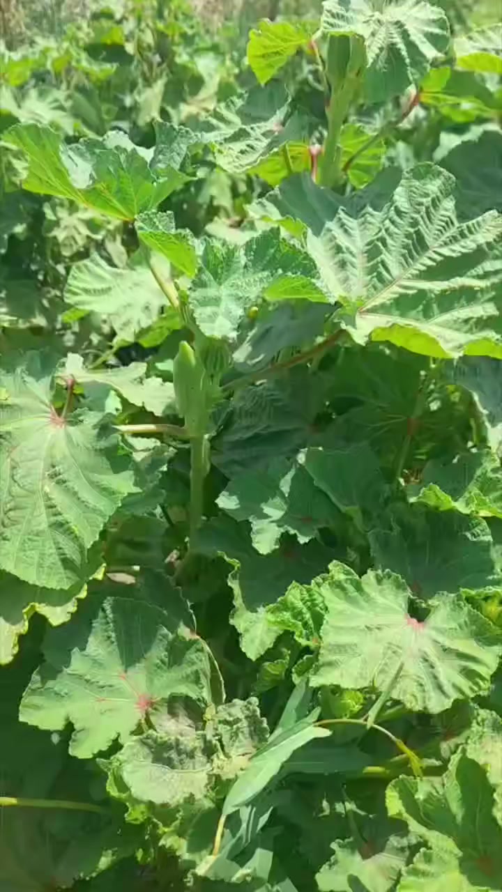 بذور بانيه البتره شرط شوفت عيونكم  الكيلو 35


**إذا كنت صاحب هذا الإعلان وتريد حذفه لأي سبب، رجاءا أرسل رسالة إلى الدعم الفني**