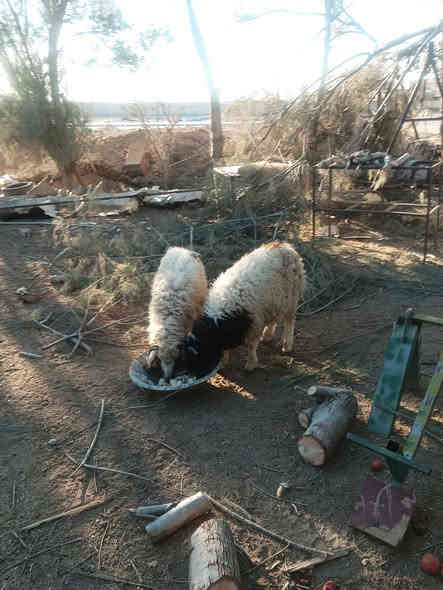 زوج طليان فاخرات يرهمن ربط ويرهمن نذر فجران دم
عنواني الدور السعر 500 السوك كلشي بي ميعجبك لا تعلق
***********
