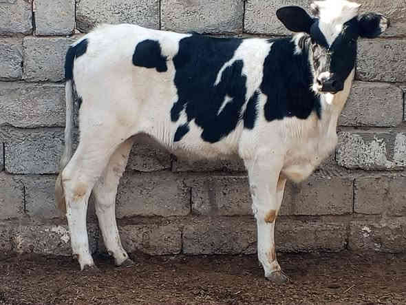 السلام عليكم بچر زراعيه ام الصره شرط منخبه من امهات اصايل بچر مال جنيه رقم واحد المكان صلاح الدين الشرقاط الخضرانيه
***********
