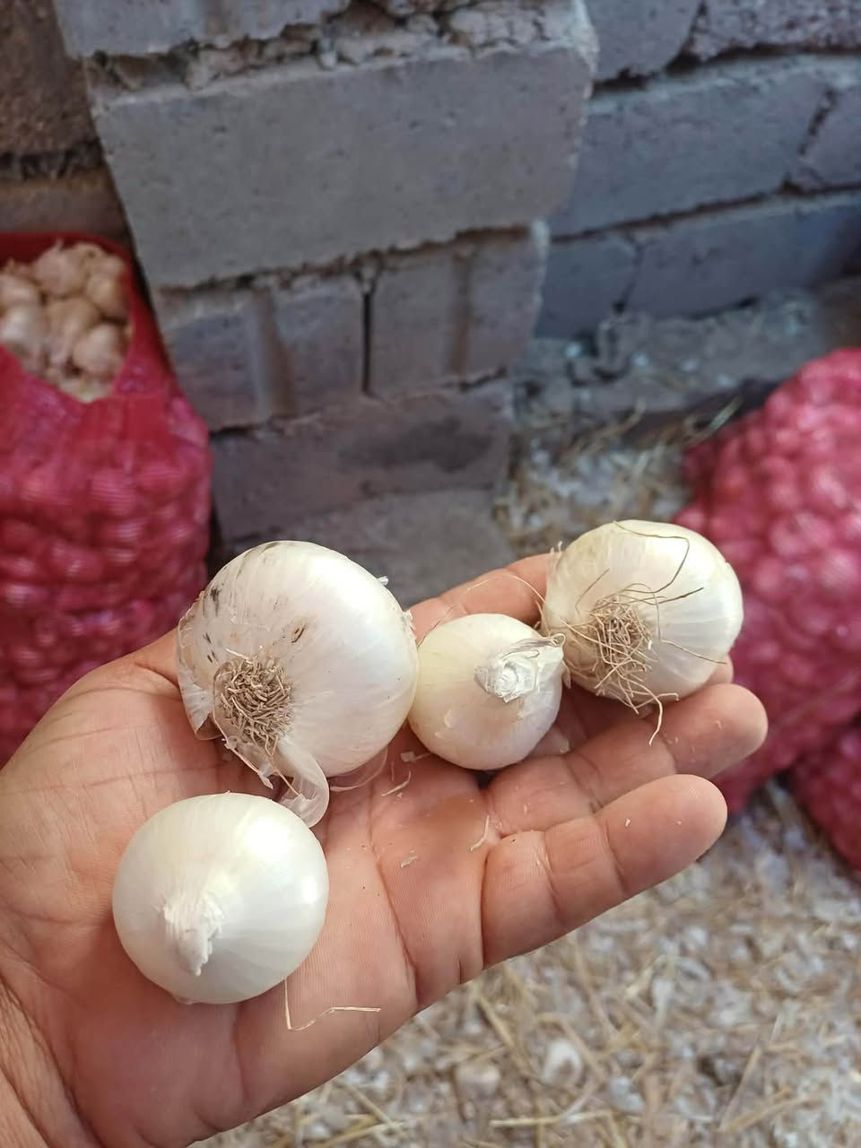خوين بصل للبيع اتعهد بالبصل شوملي حلة
 ‭***********‬
