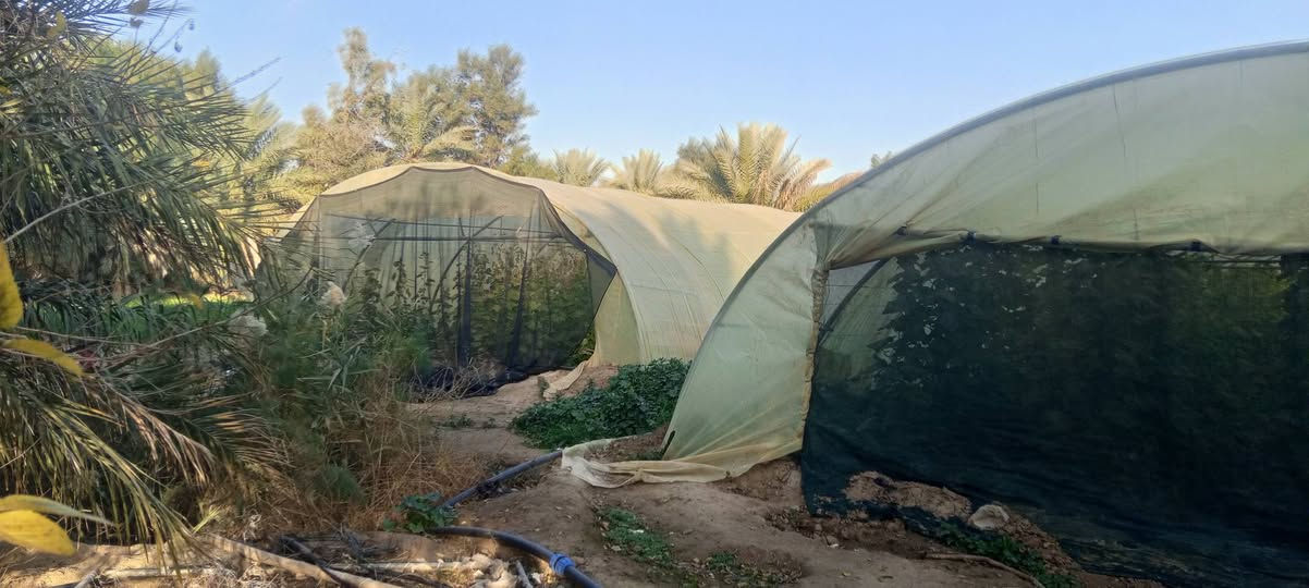 مرخصت الأدمن سلام عليكم للبيع بيوت بلاستك العدد 3اردني  نضيفات  المكان بابل جبله   رقم تلفون ***********
