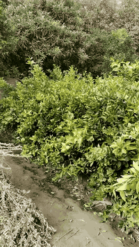 السلام عليكم يوجد لدينا نارنج خشن وحمضيات بانواعها وسدر تفاحي بصراوي العنوان بغداد الكريعات نهاية شارع المعارض للاستفسار الاتصال على الرقم ***********
