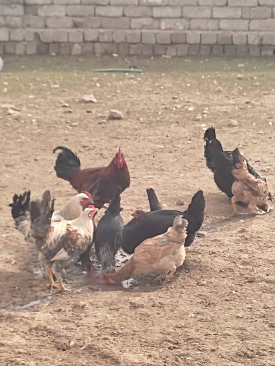سلام عليكم اخوان عندي دجاج البيع العدد 8وا 5ديوكه بيضات الدجاجت مال بيت انضاف وخشنت  سرحيات مكاني في موصل جانب ايمن شراي يتصل على الرقم  ***********
