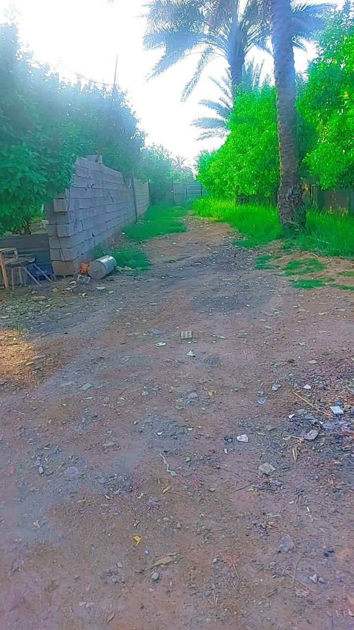 سلام عليكم يوجد نصف دونم للبيع طابو زراعي سند25 العنوان بغداد الراشديه قرب البحيرة الاتصال على الرقم *********** الواجه 25 ونزال 50
