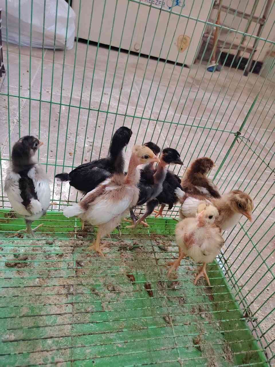 سلام عليكم
موجود افراخ عرب و ابو ركيبه عدد ٩ سعر الزوج ٥٠٠٠
عمرهم ١٤ يوم مكاني حله ورديه خارج مستشفى الكفيل على الشارع العام للاستفسار خاص أو اتصال على الرقم أو واتساب
***********
