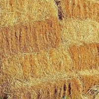 كبس تبن • شيخ سعد واسط