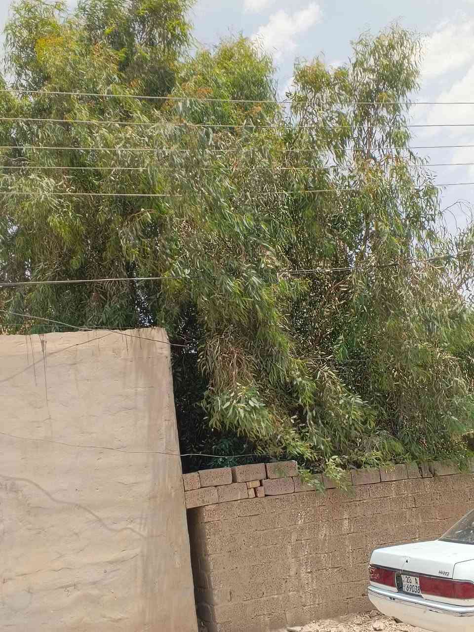 سلام عليكم شباب عدنه شجرة قلم طوزه ريد اكصهة سونه تاك الو منشار كصهة وياخذهة بلااش علي طالب العلياوي


**إذا كنت صاحب هذا الإعلان وتريد حذفه لأي سبب، رجاءا أرسل رسالة إلى الدعم الفني**