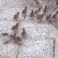 دجاجه عمر أسبوع • ٢٠ تك • ديوانية الصلاحيه