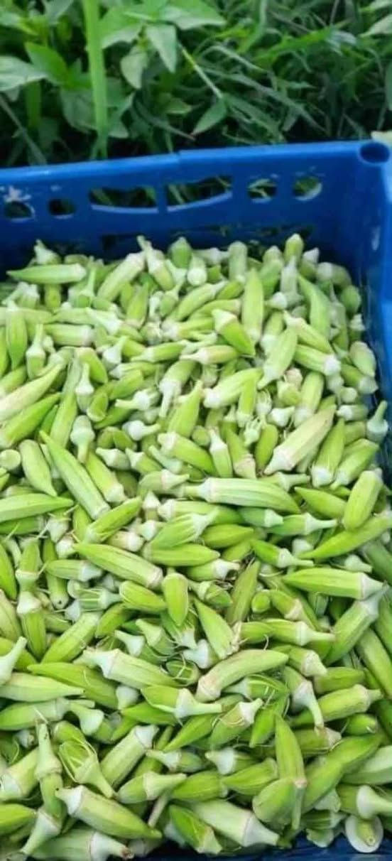 عندي 4 كيلوات باميه  هنه وتوصيلهن ب30 ألف باميه ولايه الجرف ناعمه وترفه وما مخلوطه وعلشرط ويوجد خدمه توصيل رقم الهاتف للحجز *********** أو مراسله الصفحه
