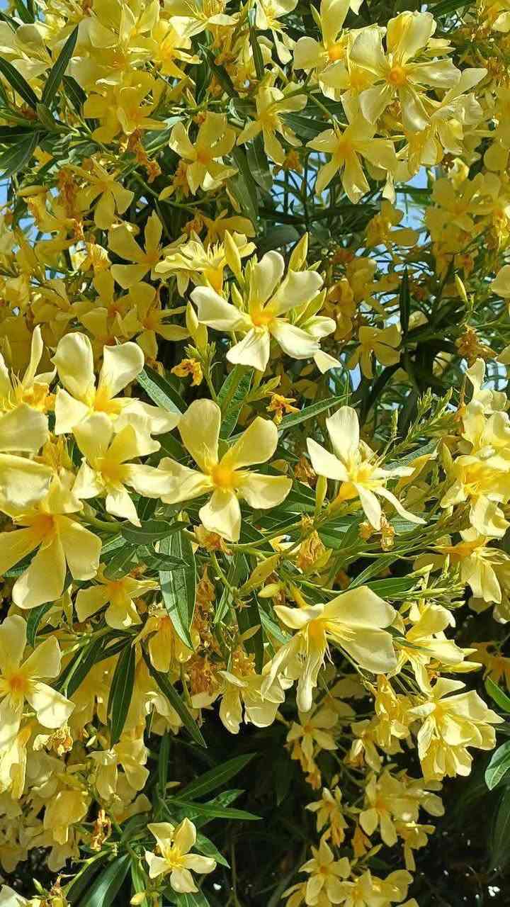 السلام عليكم متابعينا 🤍.
توفرت الدفله صفراء القطمر 🌼💛

ارتفاع اقل متر تقريباً ✨ 
السعر ١٢ الف 🩷

الوصف النباتي بالاسفل 🍁 

تتميز الدفلة الصفراء بأزهارها الناعمة ذات اللون الأصفر الكريمي الجذاب، وتعتبر من النباتات الزينة المميزة التي تضيف فخامة ولمسة استوائية لأي مكان.
☀️ مميزاتها:
• تتحمل حرارة الصيف والشمس القوية
• تزهر لفترات طويلة خلال الموسم
• مناسبة للحدائق والمداخل والأحواض
• سريعة النمو وسهلة العناية
💧 طريقة العناية:
✔️ تحتاج شمس مباشرة
✔️ سقي معتدل بدون إغراق
✔️ تربة جيدة التصريف
✔️ تقليم خفيف لتحفيز التزهير

متوفر توصيل لجميع محافظات العراق 🚗🚗 
للحجز والاستفسار مراسله الصفحه او مراسلتنا على واتساب 
***********
