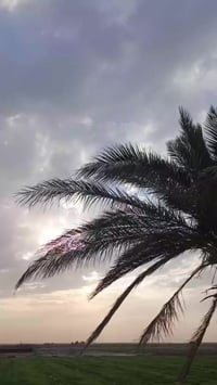 نامي • متياز • اوراق