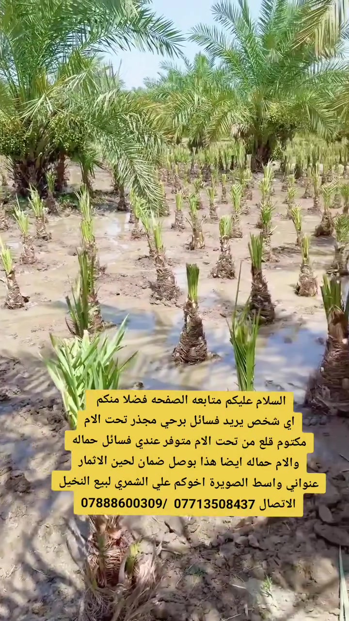 السلام عليكم بتاريخ /1/7/2026/ متابعة للصفحه فضلا منكم مختصة بيع فسائل النخيل الاتصال ارقام داخل الفيديو اخوكم      علي الشمري البيع النخيل


**إذا كنت صاحب هذا الإعلان وتريد حذفه لأي سبب، رجاءا أرسل رسالة إلى الدعم الفني**