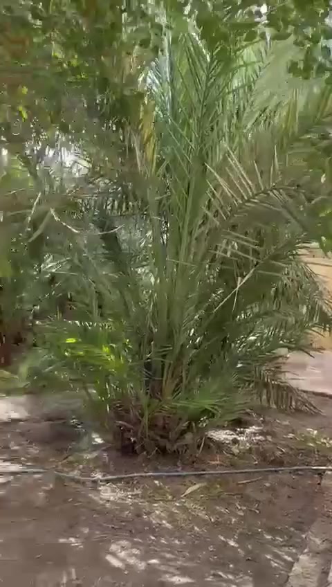 دار أجار بموقع تجاري حمدان شارع الداخل الدار طابقين المساحة 1000 متر مع بستان أجار مليون ونص يصلح شركات او معهد للاستفسار ***********
