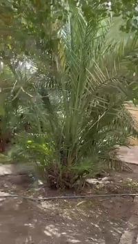 حمدان شارع الداخل • ١٠٠٠م • موقع تجاري