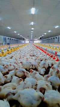 سوق الشيوخ • حي العسكري • تخفيضات مولد المهدي