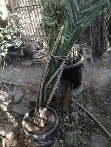 فسائل برحي وأنواع مجذرة للبيع بصرة أبي الخصيب *********** البصرة
