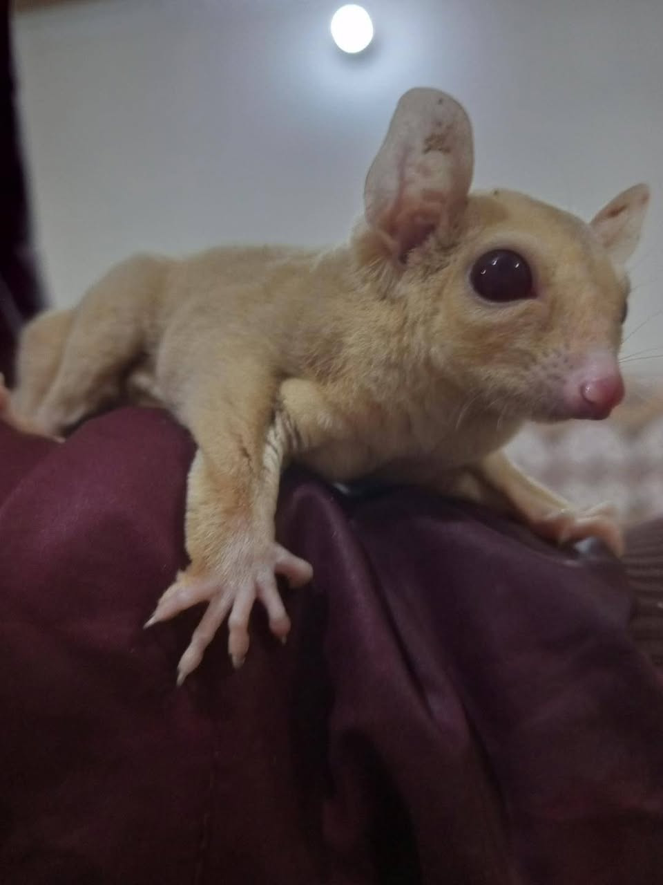 سنجاب طائر نوع البينو اللون كريمي
ويا حاضنه والاكل الخاص مالته 
المكان الرمادي 
للتواصل على الواتس اب 
***********
