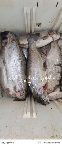 اسماك • سمك • اسماك بحرية • اسماك نهرية • محل اسماك • بيع سمك • ام قصر