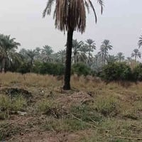 المدائن جعاره • ١٦٠٠م • سند طابو ٢٥