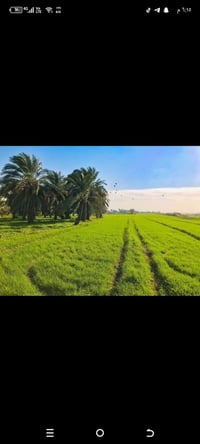 سلام عليك شباب المحتاج عمال خل رسلني 💕👍07746174446