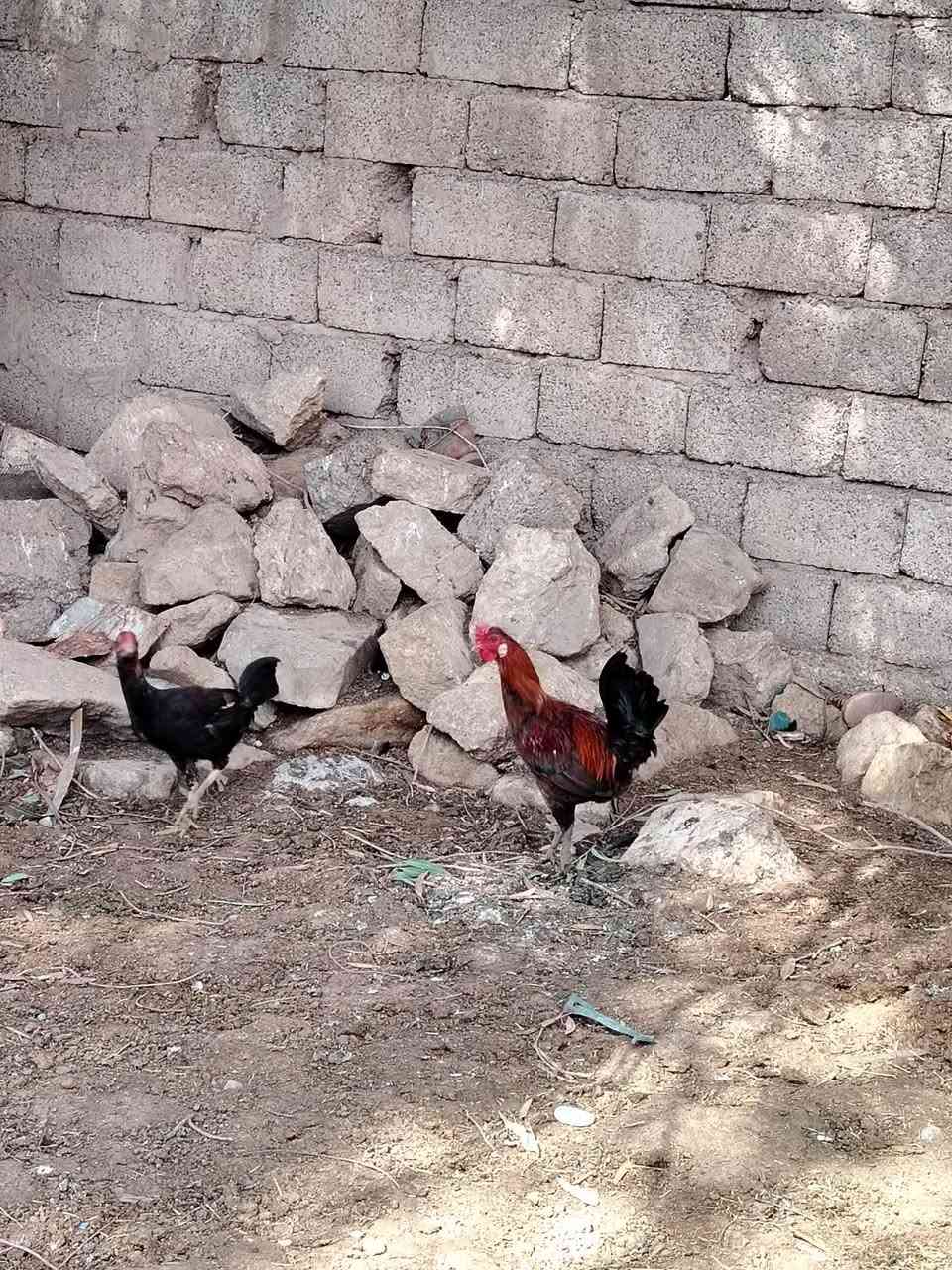 السلام عليكم
ديوكة دجاج العدد 3 
مالات السنه السعر 50 قفل 
الاتصال على الرقم ***********
