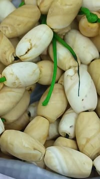 عطف بحري قديم العدد 167 قطعه شلع  تصال فقط ع سيم كارت  07707183061