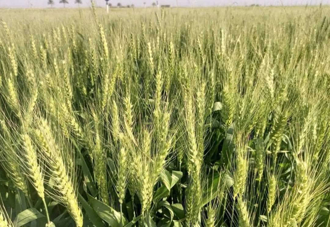 السلام عليكم
يوجد حنطه وفيه فرنسيا 
بنت المغلف مشروطه
الكميه محدوده
العنوان بابل الحمزه الغربي 
استفسار  ***********
