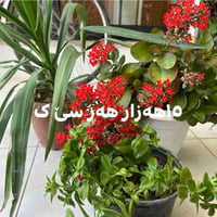 أربيل • ديكور • حديقة