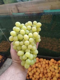 خضرة وفواكه • عراقي • توصيل بسمايا
