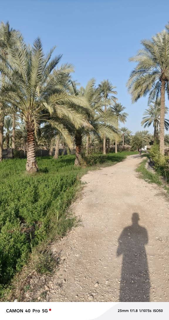 السلام عليكم مزرعه دونم ونص ٣٧٥٠م كامله من خدمات كهرباء ماء تحتوي علئ صحيات واستقبال وغرفتين ومطبخ سند ٢٥ تحويل مباشر العنوان بابل المسيب منطقه الشمامره مقابيل النهر مباشر باقي التفاصيل الاتصال علئ *********** الفلوجة, الأنبار
