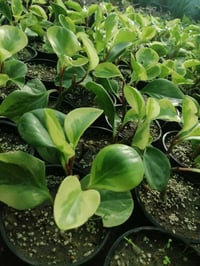 مشتل حديثة • نبات بروميا • قرب دائرة البريد